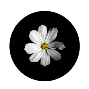 Liis Karu “Harilik kosmos”